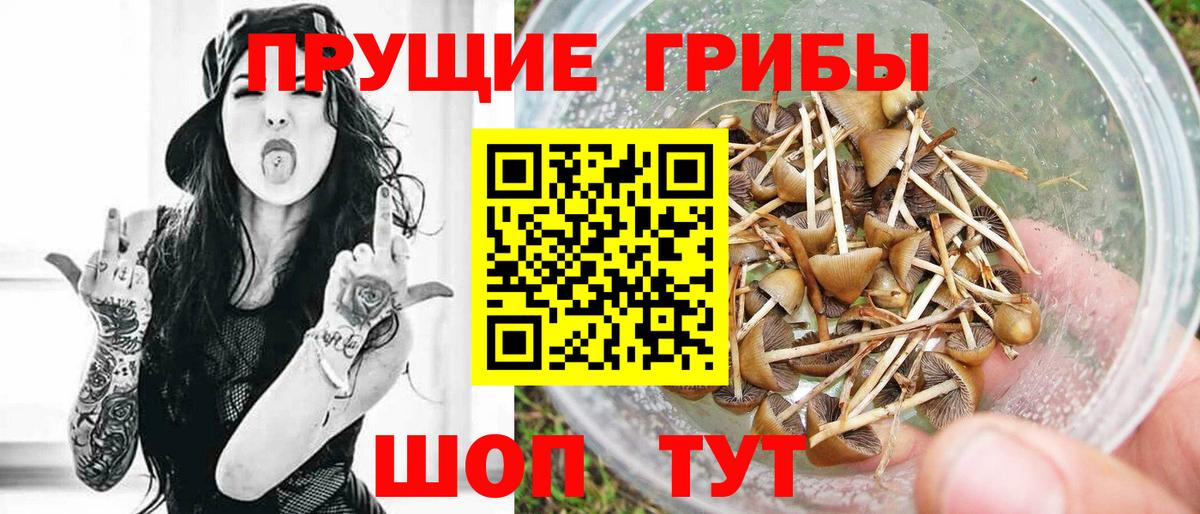 Череповец  Галлюциногенные грибы Cubensis  Вход с VPN 